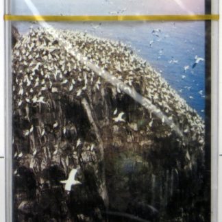 AMAROK - Amarok - MC 2001